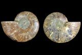Agatized Ammonite Fossil - Madagascar #139730-1